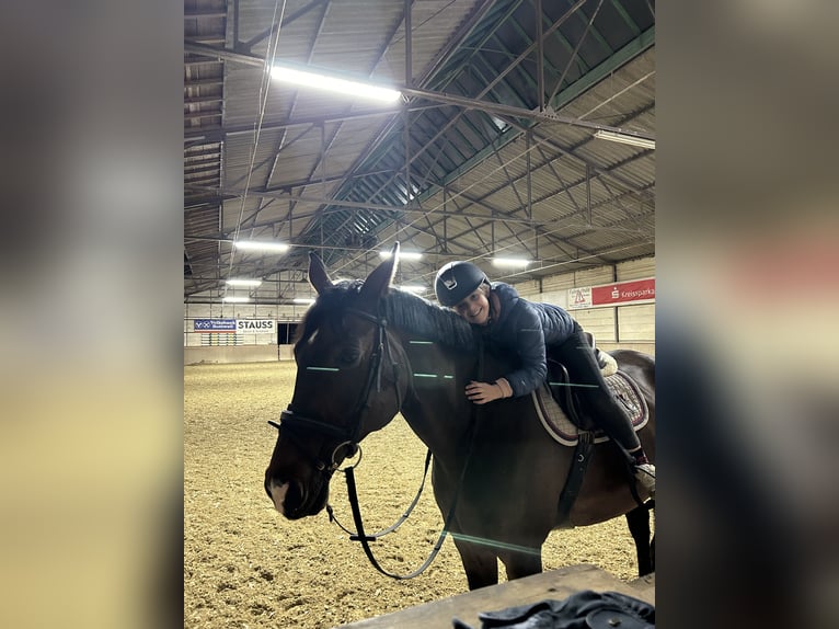Hannover Castrone 16 Anni 170 cm  in Rottweil