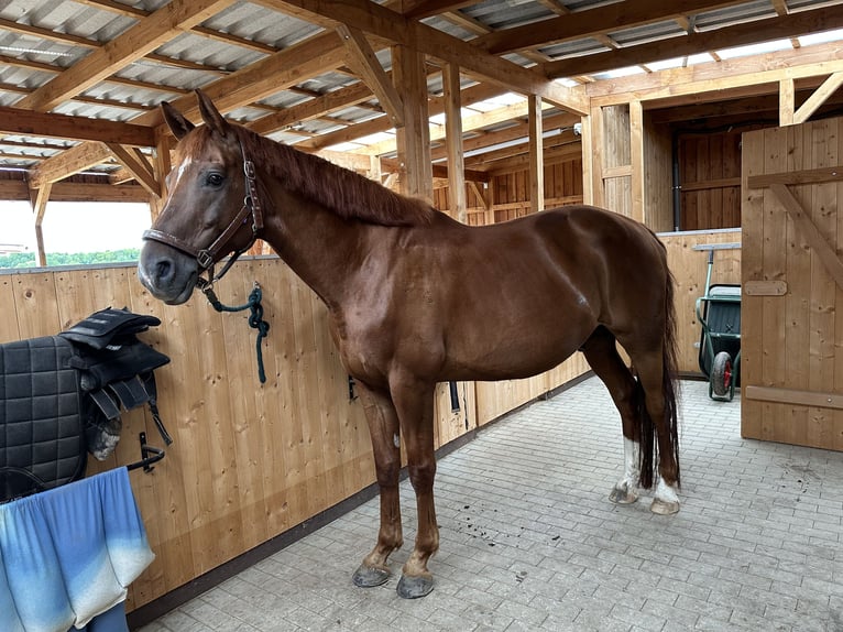 Hannover Castrone 16 Anni 171 cm Sauro scuro in Offenburg