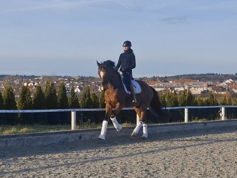 Hannover Castrone 16 Anni 174 cm Baio in Renningen