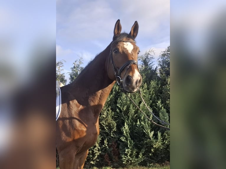 Hannover Castrone 16 Anni 174 cm Baio in Renningen