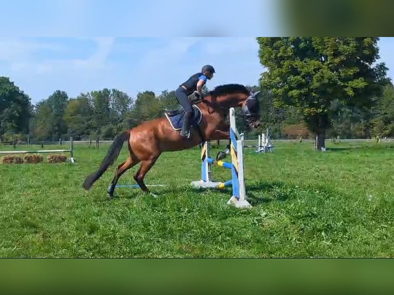 Hannover Castrone 16 Anni 175 cm Baio in Bergkirchen