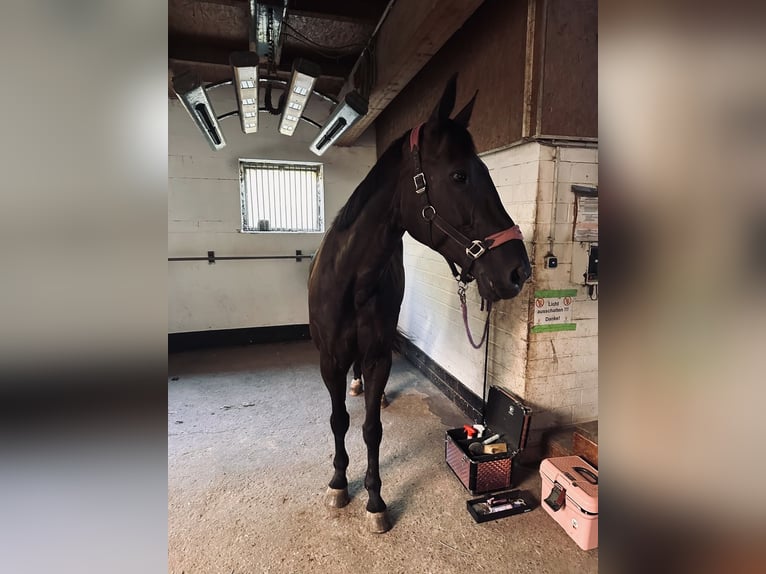 Hannover Castrone 16 Anni 175 cm Baio nero in Velbert