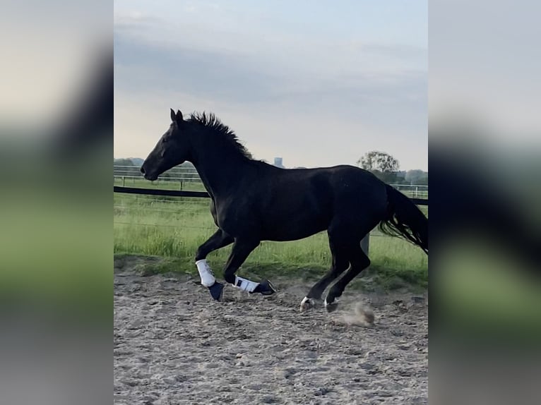 Hannover Castrone 16 Anni 175 cm Morello in Mülheim an der Ruhr
