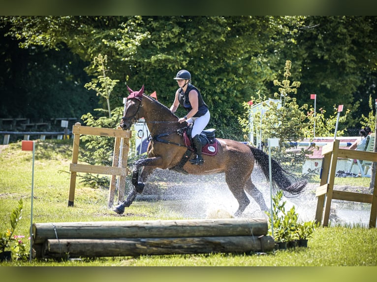 Hannover Castrone 16 Anni 176 cm Baio in Ostercappeln