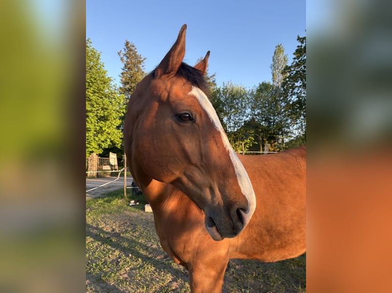 Hannover Castrone 16 Anni 176 cm Baio in Gnoien