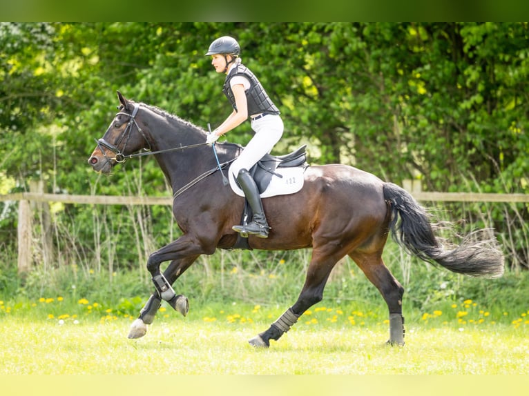 Hannover Castrone 16 Anni 179 cm Baio scuro in Gödenstorf