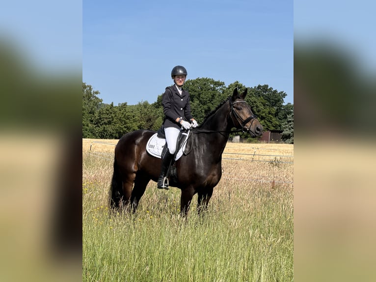 Hannover Castrone 16 Anni 179 cm Baio scuro in Gödenstorf