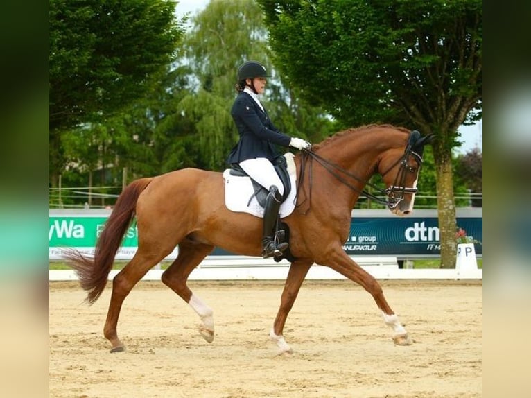 Hannover Castrone 16 Anni 179 cm Sauro in Wedel