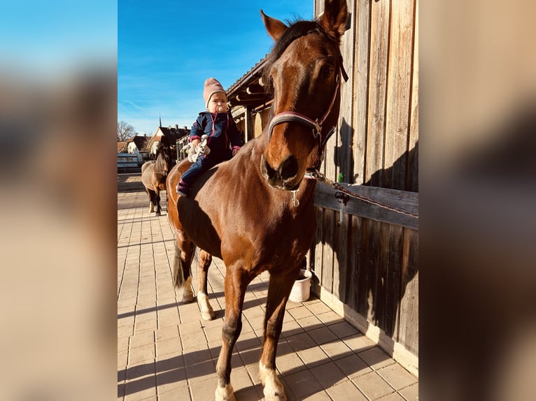 Hannover Castrone 17 Anni 163 cm Baio in Schneckenlohe