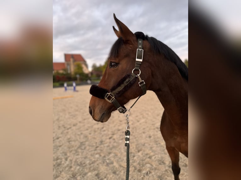 Hannover Castrone 17 Anni 163 cm Baio in Schneckenlohe