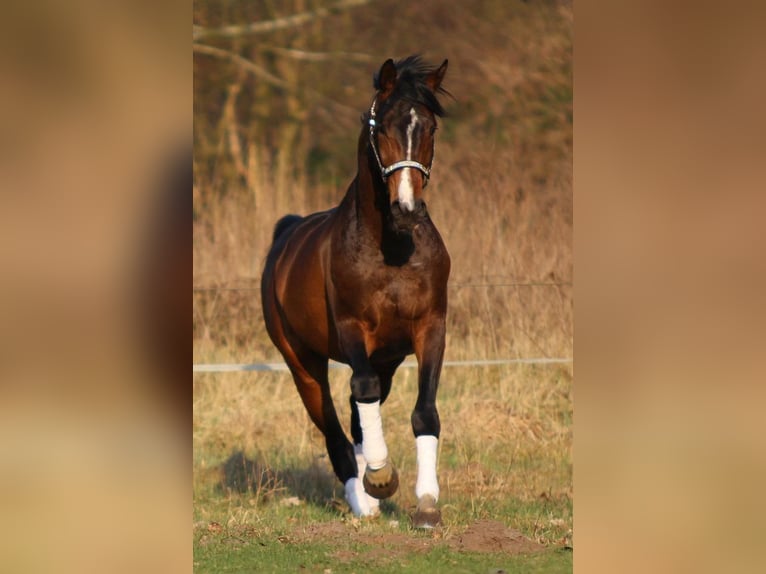 Hannover Castrone 17 Anni 168 cm Baio in Haftenkamp