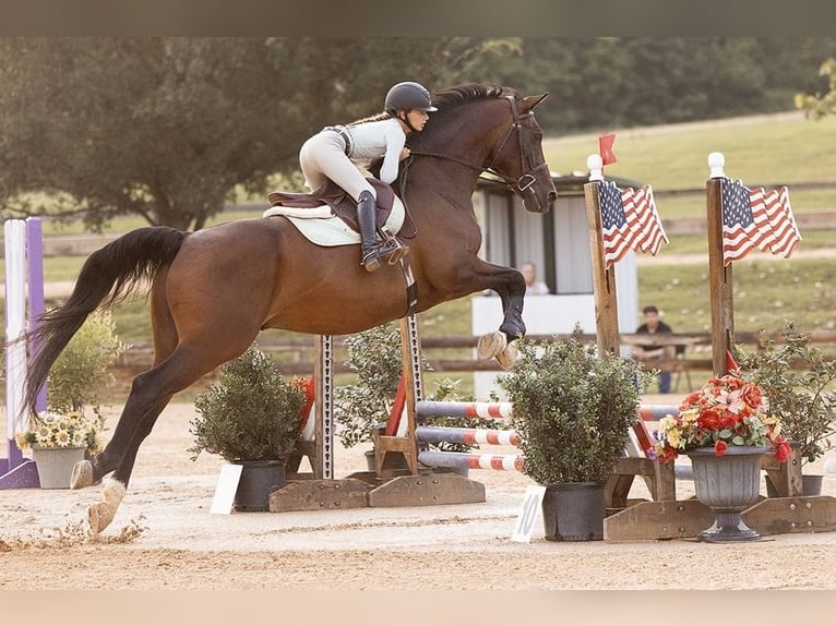 Hannover Castrone 17 Anni 168 cm Baio ciliegia in Cleburne