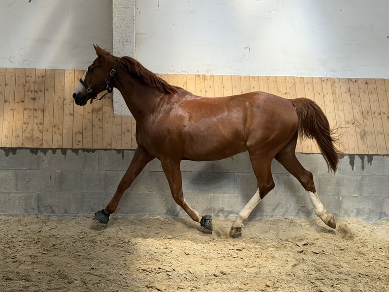 Hannover Castrone 17 Anni 168 cm Sauro in Magdeburg