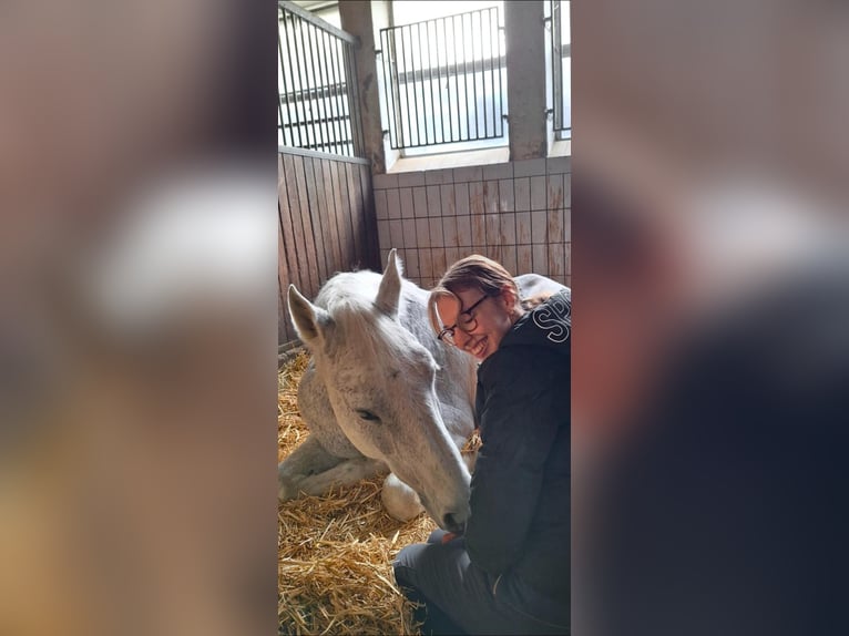 Hannover Castrone 17 Anni 169 cm Bianco in Kirchberg an der Murr