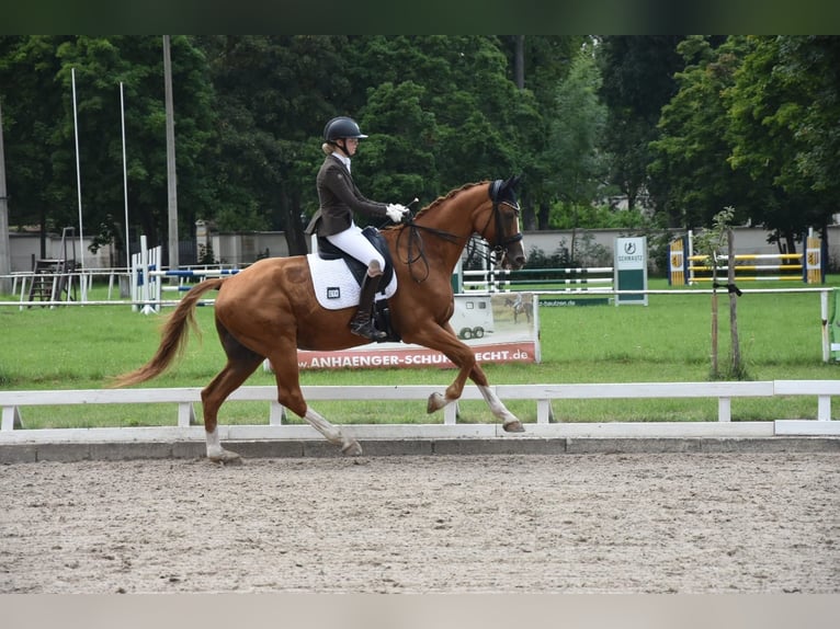 Hannover Castrone 17 Anni 170 cm Sauro in Oschatz