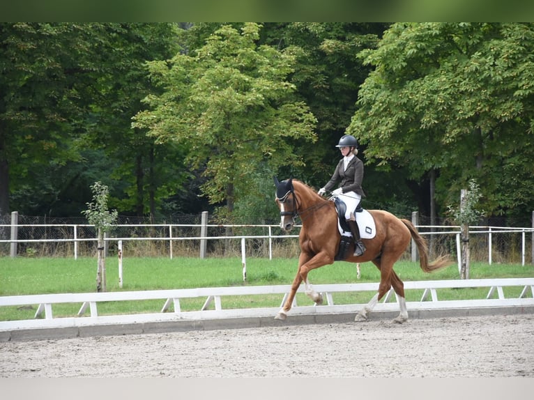 Hannover Castrone 17 Anni 170 cm Sauro in Oschatz