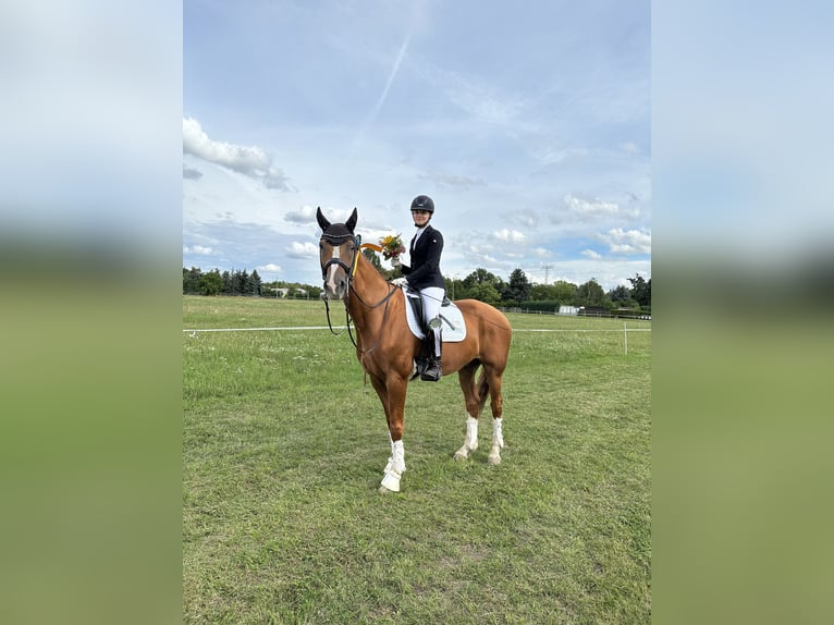 Hannover Castrone 17 Anni 170 cm Sauro scuro in Liebsch&#xFC;tzberg