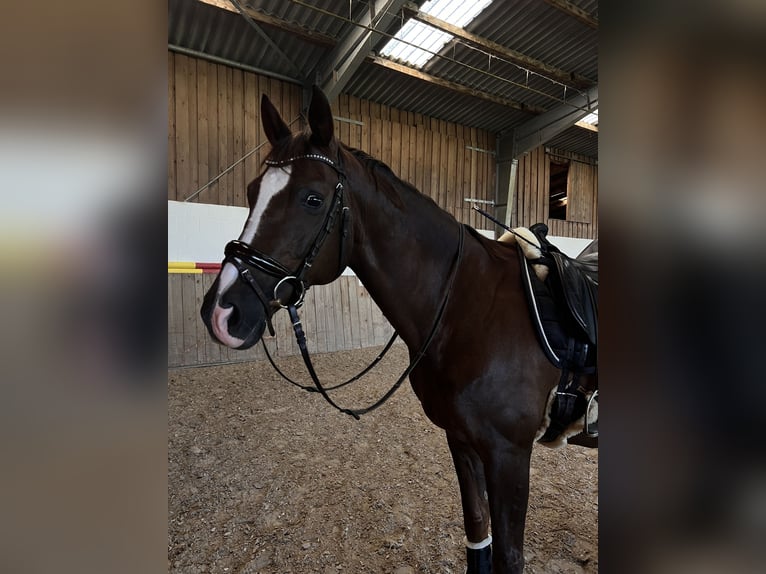 Hannover Castrone 17 Anni 170 cm Sauro scuro in Neustadt (Hessen)
