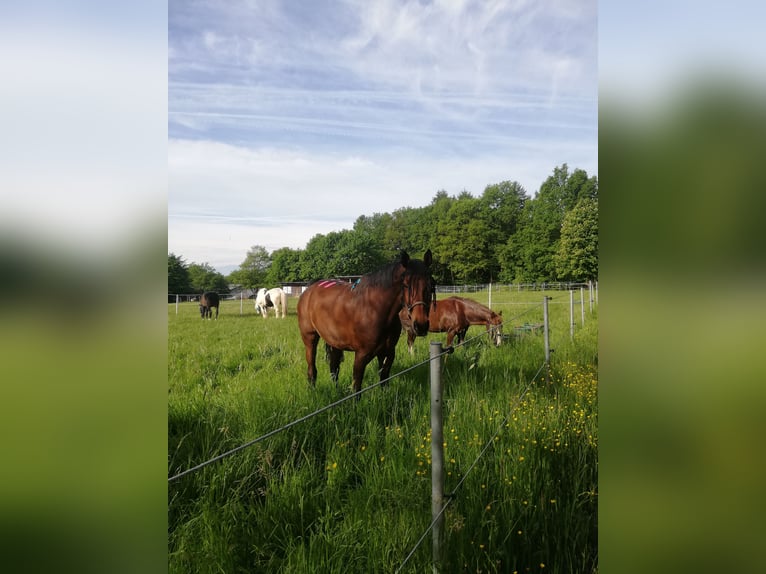 Hannover Castrone 17 Anni 171 cm Baio in Kreuztal