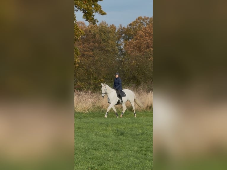 Hannover Castrone 17 Anni 174 cm Grigio in Tangstedt