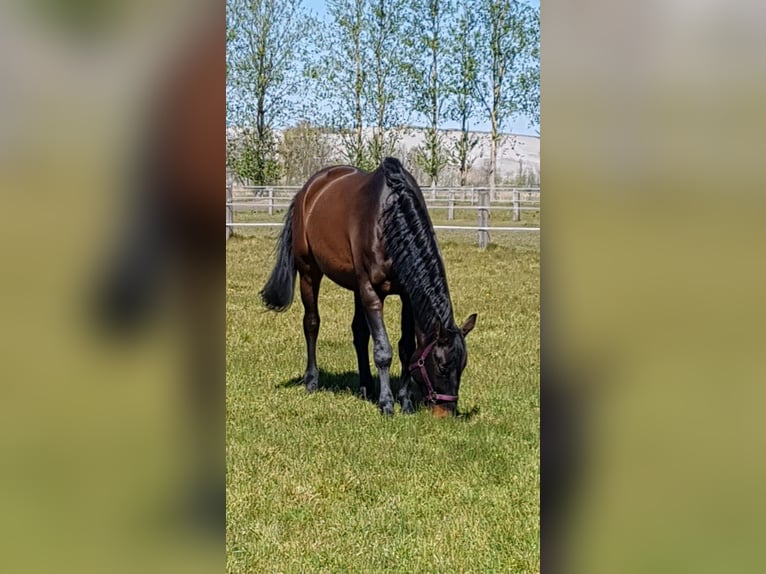 Hannover Castrone 17 Anni 178 cm Baio scuro in Zossen