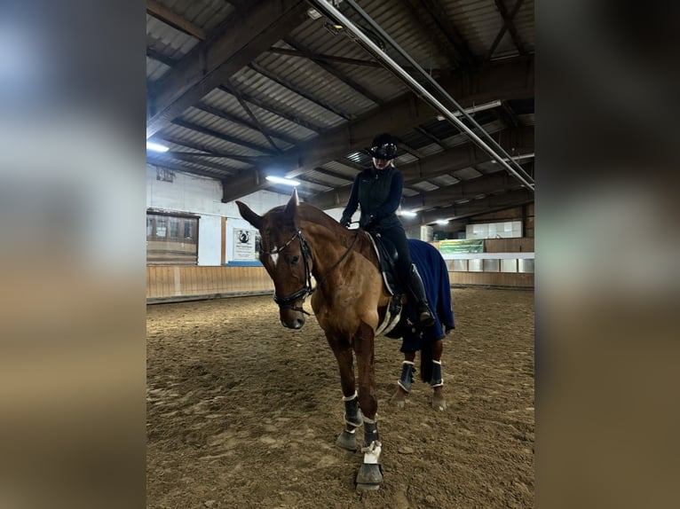 Hannover Castrone 17 Anni 178 cm Sauro in Pfungstadt