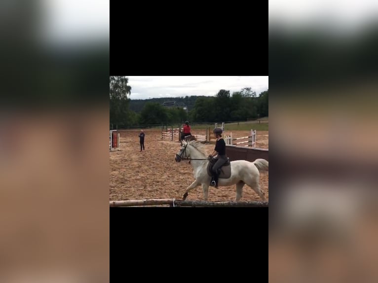 Hannover Castrone 18 Anni 165 cm Grigio in Altleiningen