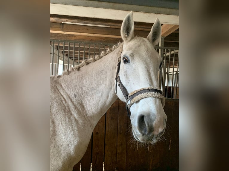 Hannover Castrone 18 Anni 165 cm Grigio in Altleiningen
