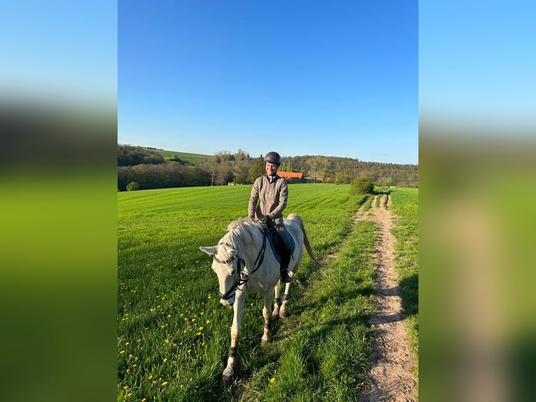 Hannover Castrone 18 Anni 165 cm Grigio in Altleiningen