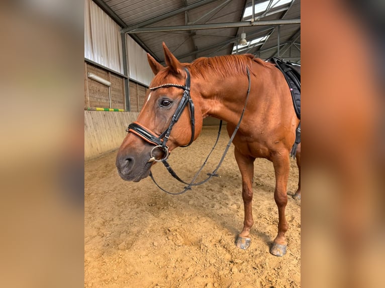 Hannover Castrone 18 Anni 165 cm Sauro in Bottrop