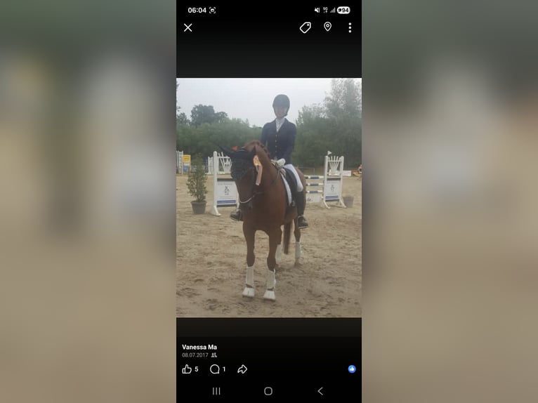 Hannover Castrone 18 Anni 165 cm Sauro in Bottrop