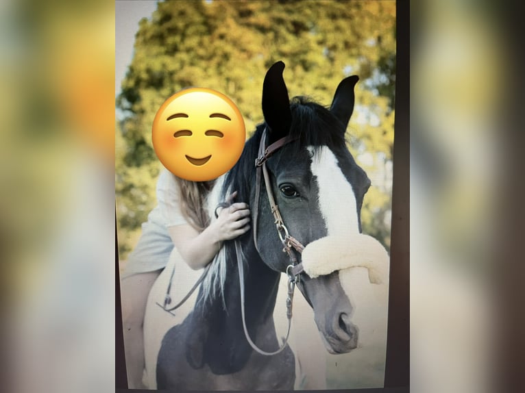 Hannover Mix Castrone 18 Anni 168 cm Pezzato in Kamp-Lintfort