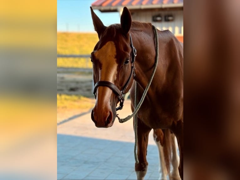 Hannover Castrone 18 Anni 169 cm Sauro in Schwäbisch Gmünd