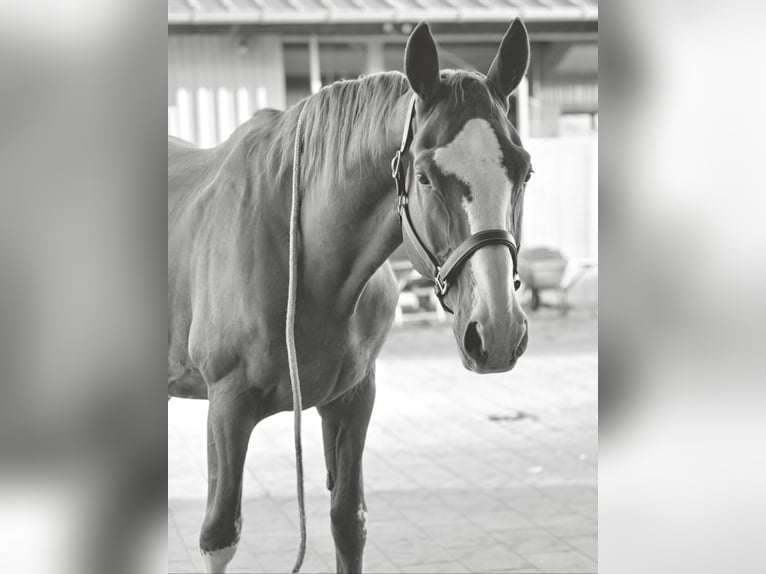 Hannover Castrone 18 Anni 169 cm Sauro in Schwäbisch Gmünd