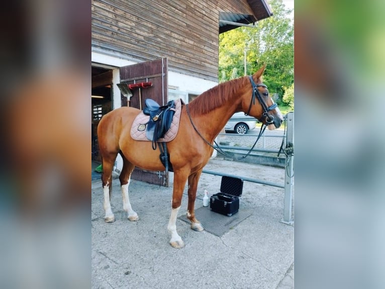 Hannover Castrone 18 Anni 169 cm Sauro in Schwäbisch Gmünd