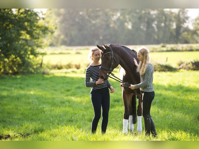 Hannover Castrone 18 Anni 170 cm Baio in Cuxhaven
