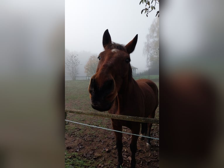 Hannover Castrone 18 Anni 172 cm Baio in Schmalenberg