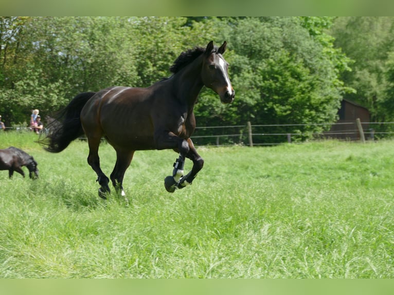 Hannover Castrone 18 Anni 176 cm Baio scuro in Schmalfeld