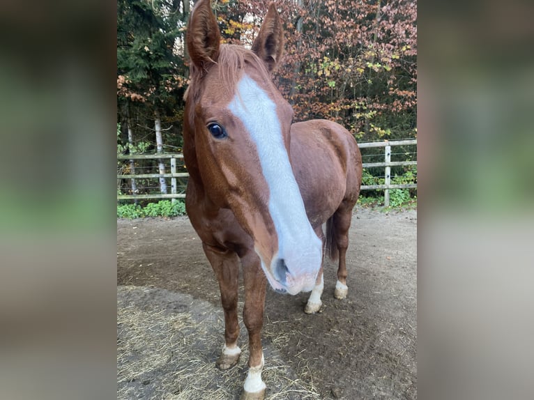 Hannover Castrone 18 Anni 176 cm Sauro in Raubling