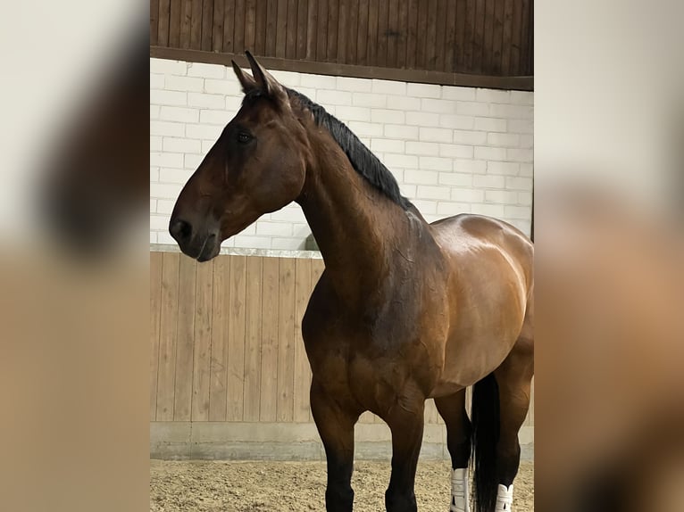 Hannover Castrone 18 Anni 180 cm Baio scuro in Pulheim