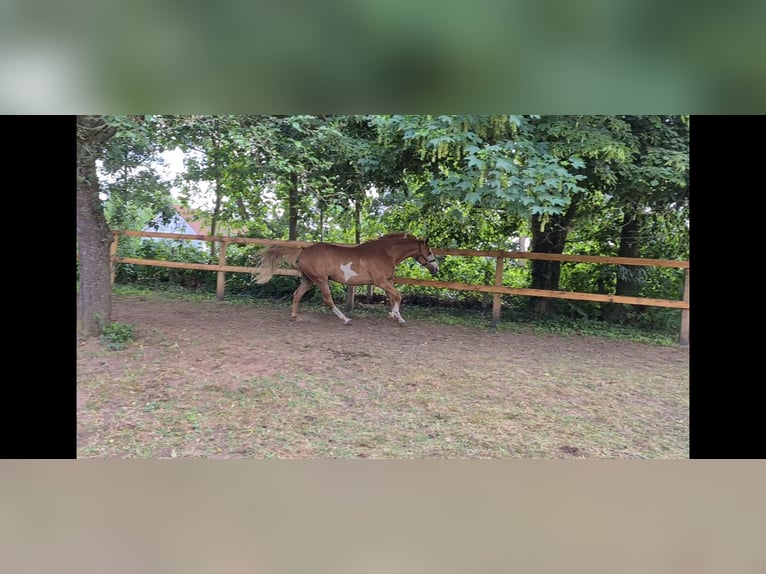Hannover Mix Castrone 19 Anni 153 cm Sabino in Neuenkirchen-Vörden