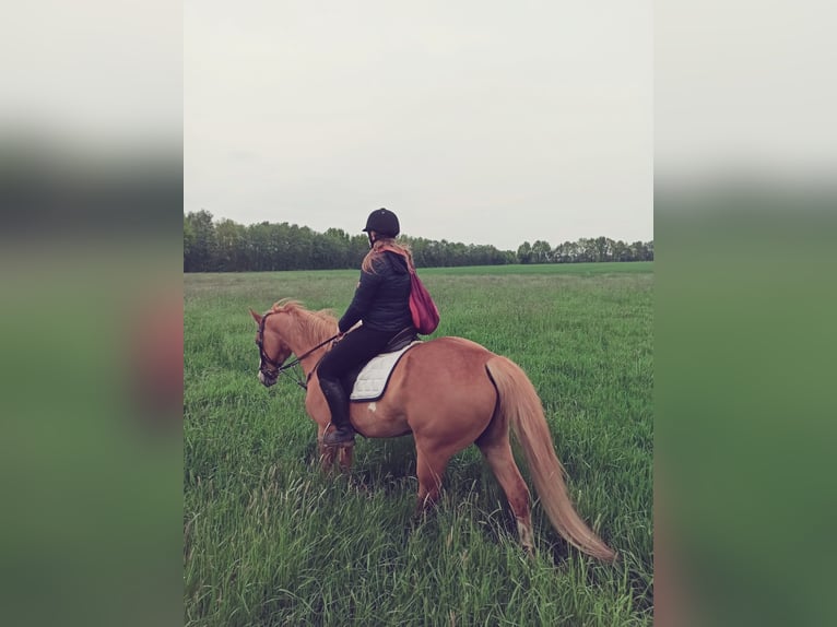 Hannover Mix Castrone 19 Anni 153 cm Sabino in Neuenkirchen-Vörden