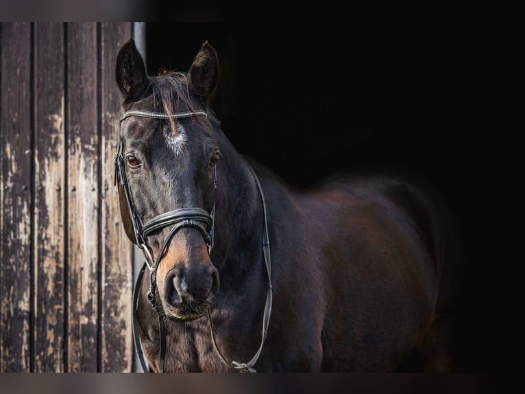 Hannover Castrone 19 Anni 165 cm Baio scuro in Bad Kreuznach