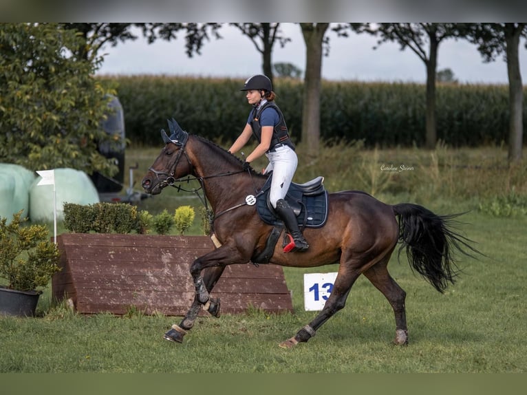 Hannover Castrone 19 Anni 165 cm Baio scuro in Bad Kreuznach