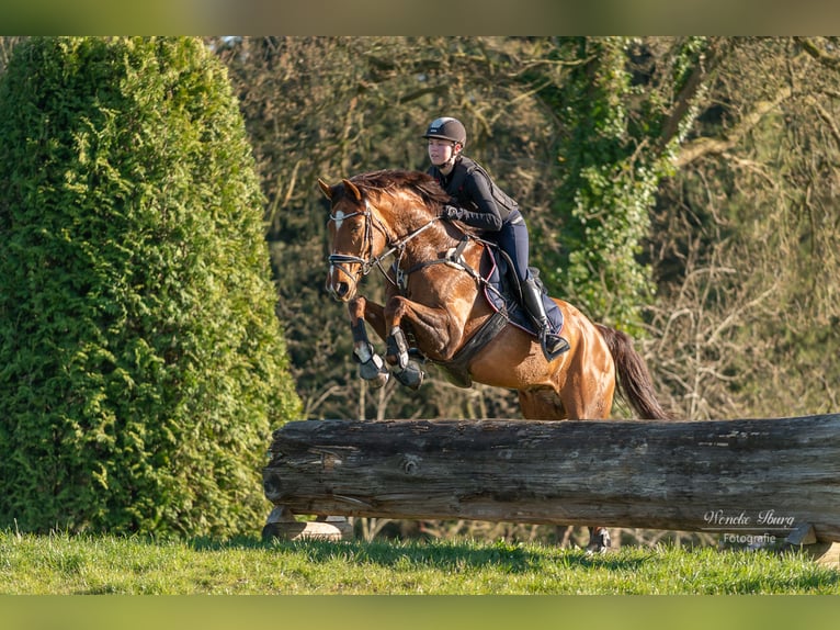 Hannover Castrone 19 Anni 166 cm Sauro in Nordenham