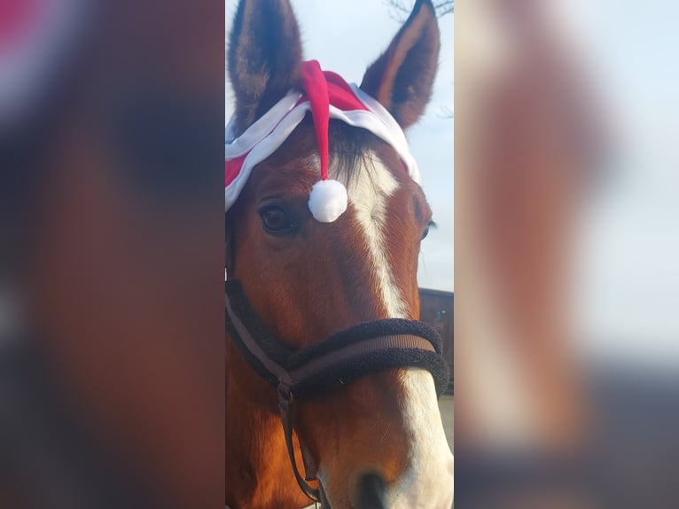 Hannover Castrone 19 Anni 175 cm Baio in Holzminden