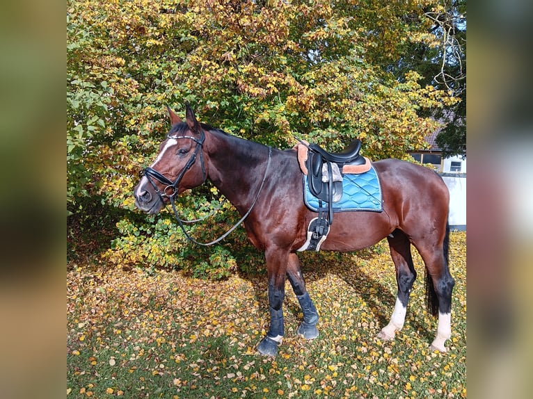 Hannover Castrone 19 Anni 176 cm Baio in Königsbrunn