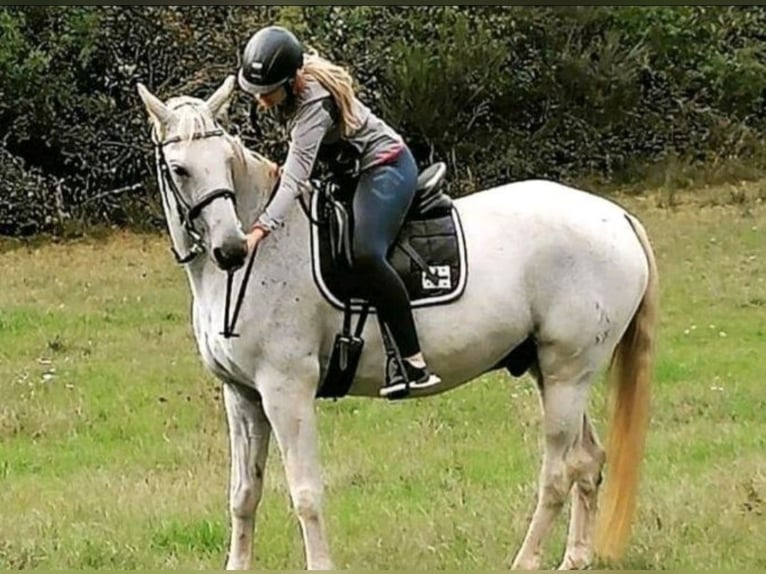 Hannover Castrone 20 Anni 165 cm Grigio trotinato in Marburg
