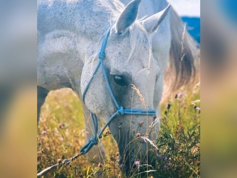 Hannover Castrone 20 Anni 165 cm Grigio trotinato in Marburg