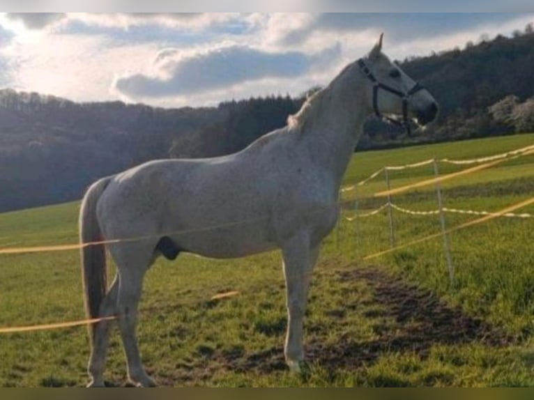 Hannover Castrone 20 Anni 165 cm Grigio trotinato in Marburg